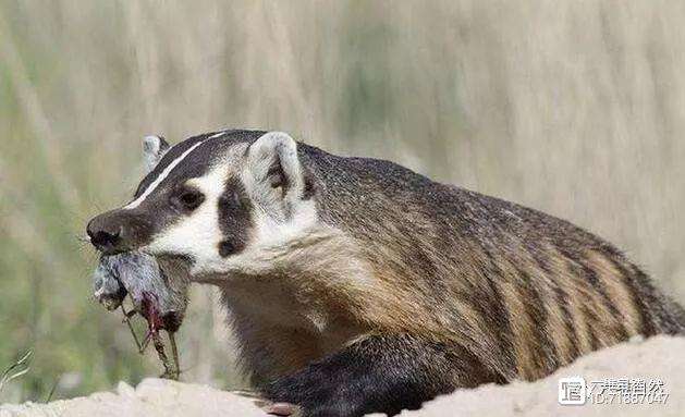 勇獾队客场扳回一局,斗志高昂追赶对手 勇獾队客场扳回一局,斗志高昂追赶对手